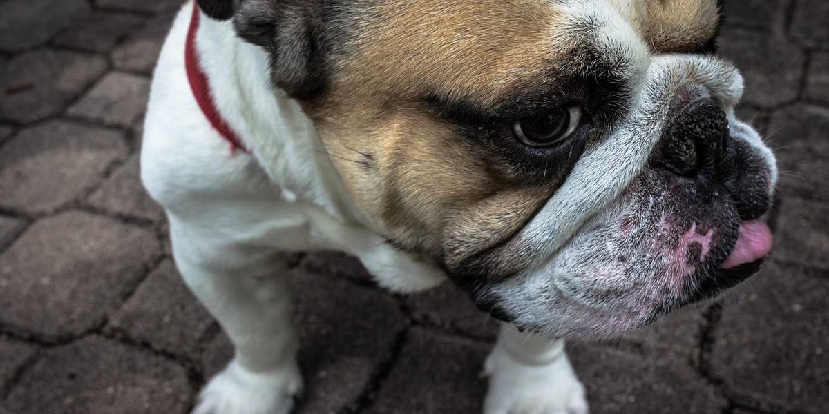 北京少儿编程获奖作品图片，为何如此难觅？