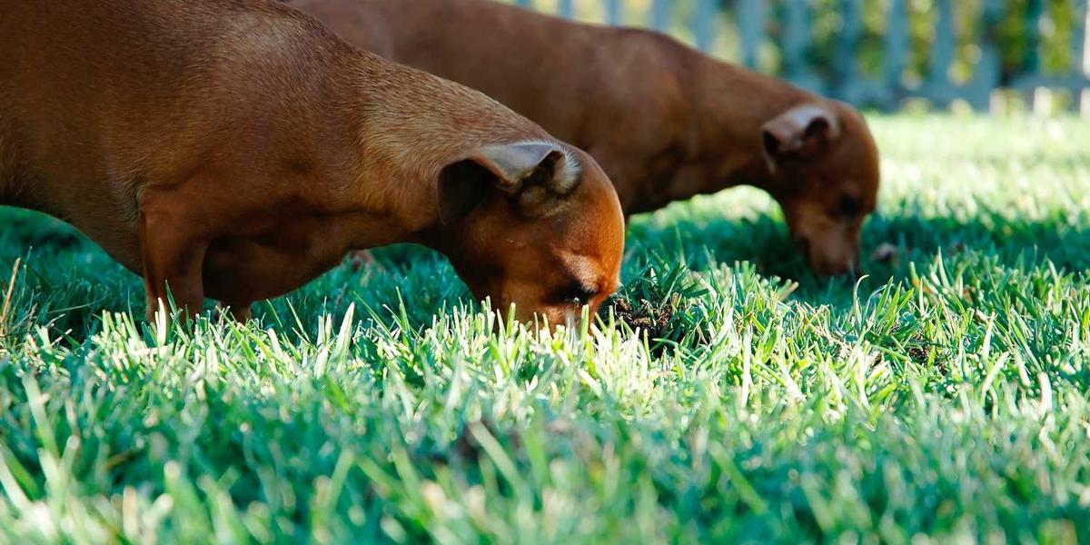 少儿编程纪录片主要有哪些类型？