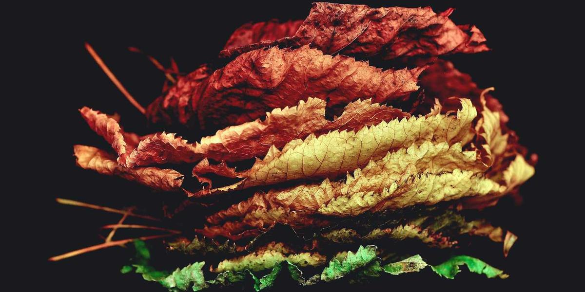 如何设计一个高效的少儿编程教学计划？