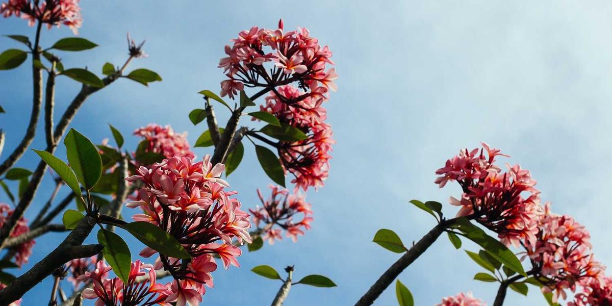 少儿编程知识点讲解图片大全集视频涵盖了哪些核心内容？