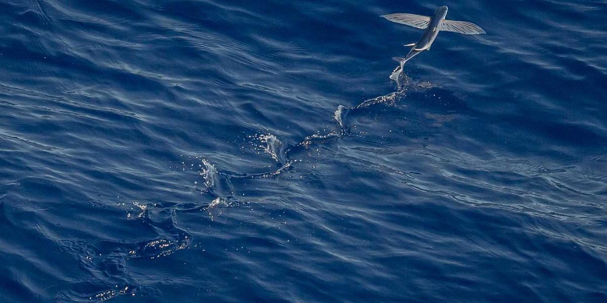 小黑马少儿编程的高清素材视频大全究竟藏在哪里？