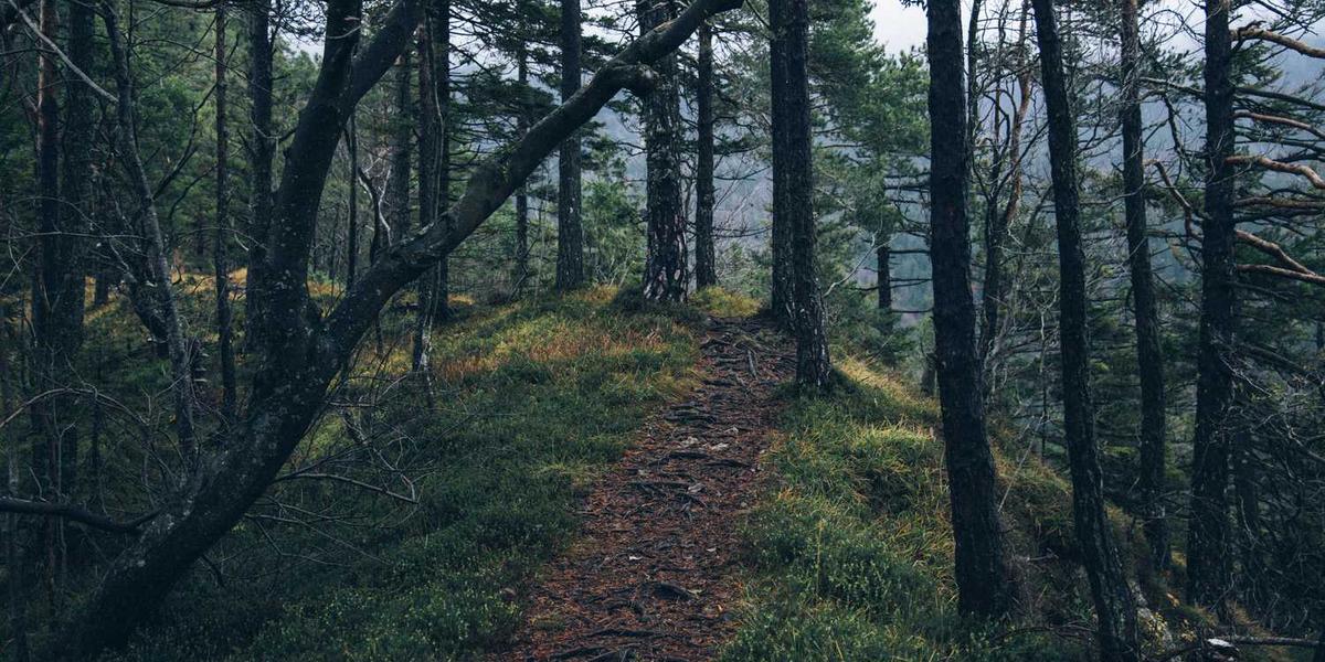 如何在PPT中有效呈现Scratch角色造型变换的教学内容？