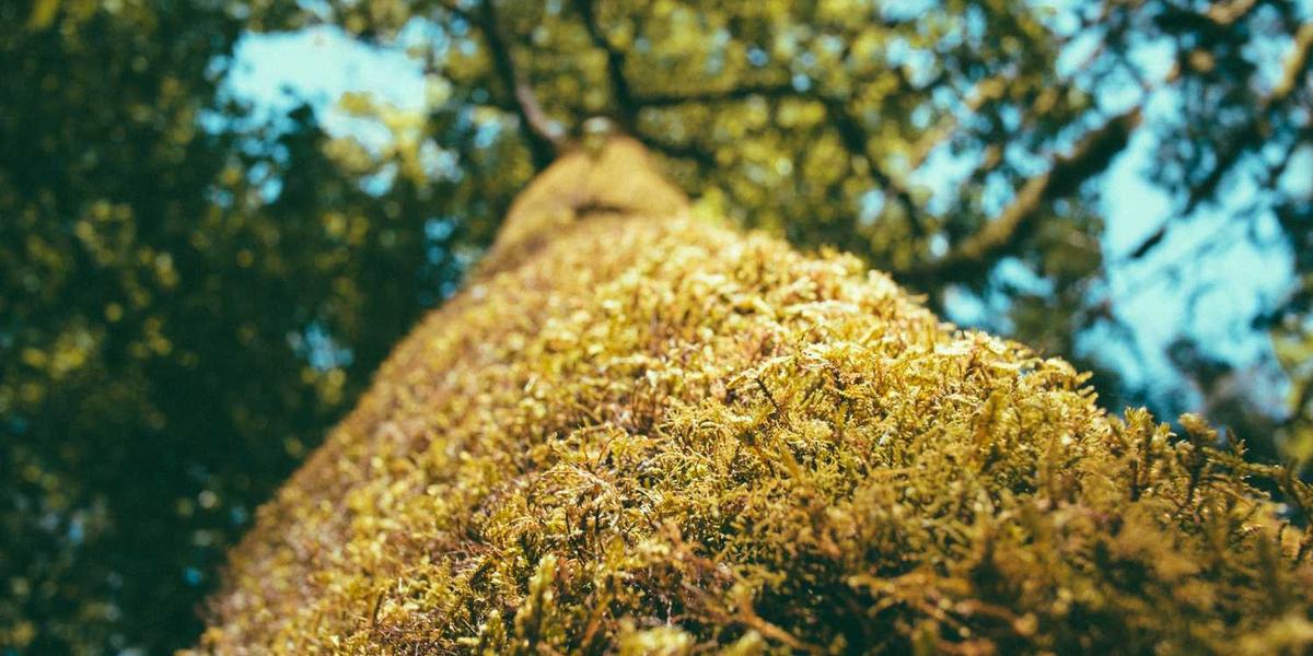 少儿编程课的内容有哪些呢？揭秘孩子学的那些事儿