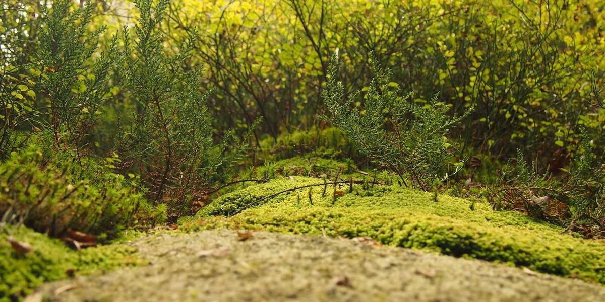 唐山少儿编程学校如何有效培养孩子的逻辑思维与创新能力？