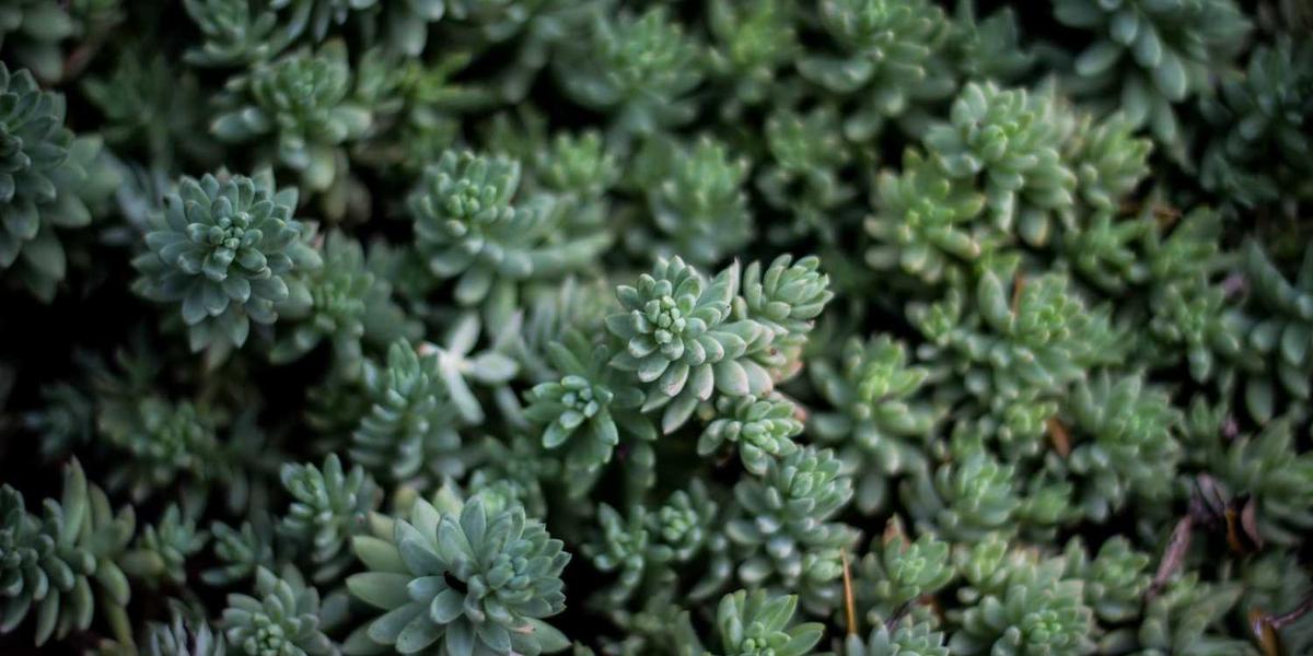 Scratch Desktop手机版到底能用吗？